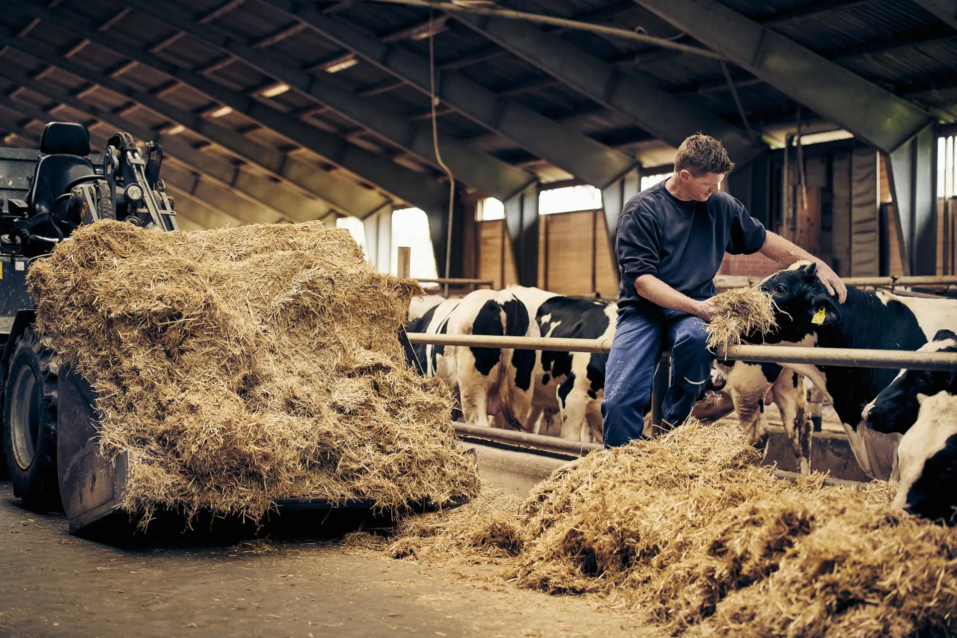 Stald hos danish crown 