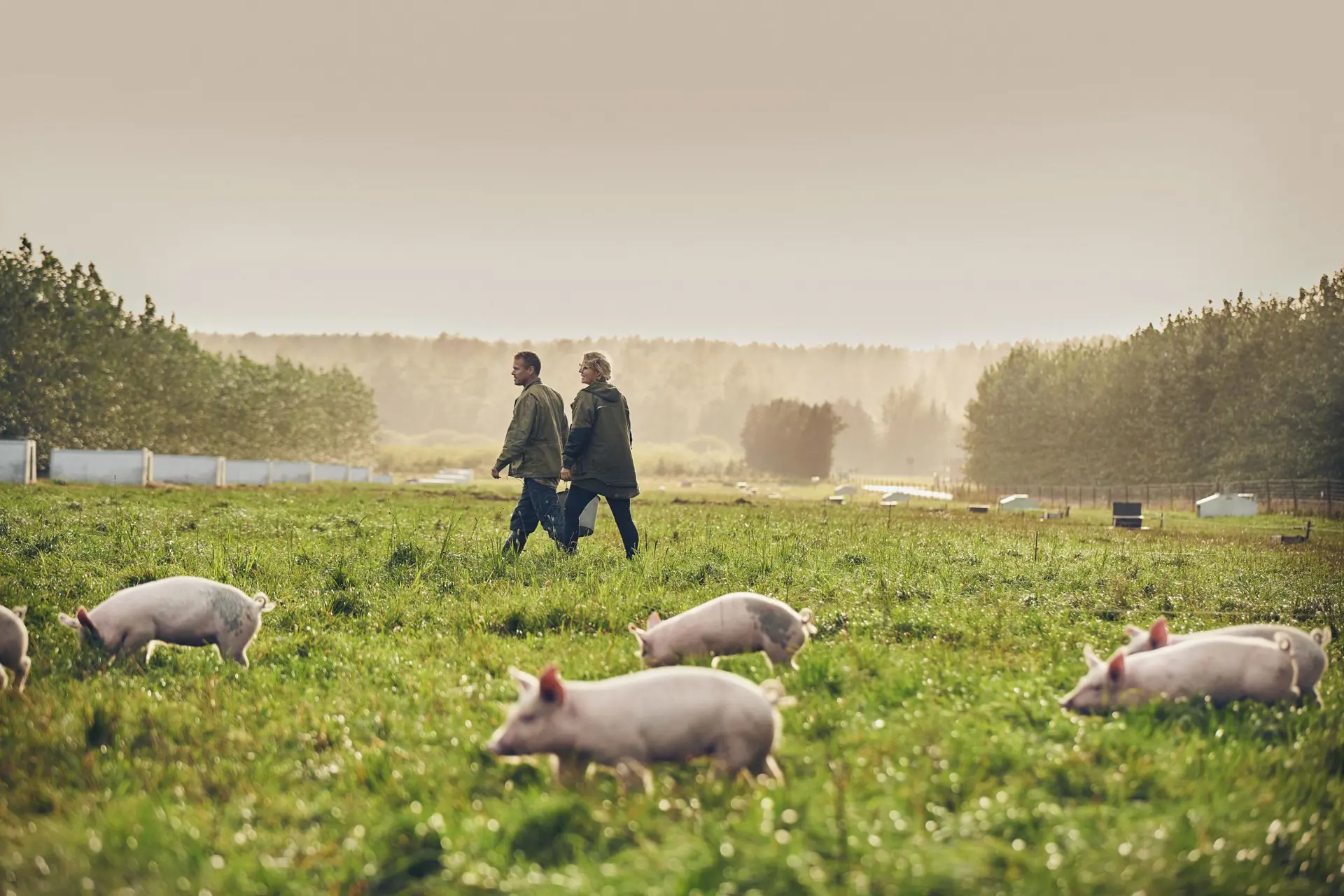 Kornhøst på marken 