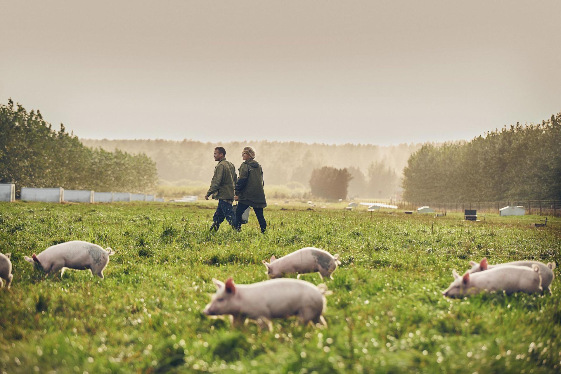 kornhøst på marken